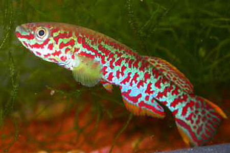 ROLOFFIA OCCIDENTALIS